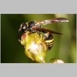 Symmorphus gracilis  - Lehmwespe 01d 7mm.jpg